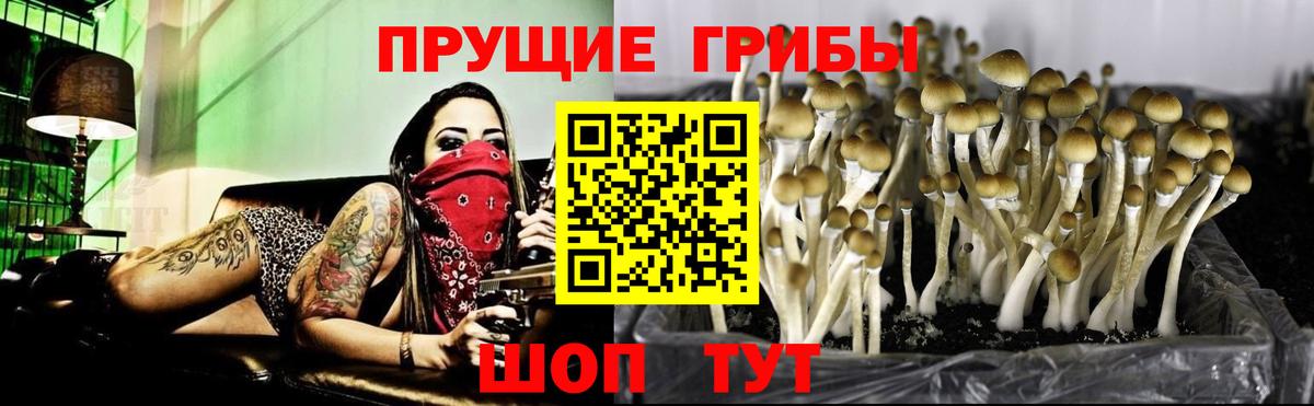 Псилоцибиновые грибы прущие грибы  Псилоцибиновые грибы прущие грибы  Пугачёв  Вход с VPN 